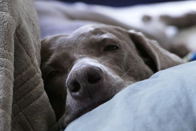 Close-up portrait of a dog