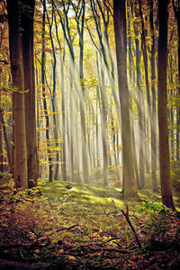 Trees in forest