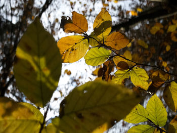 Low angle view of tree during autumn