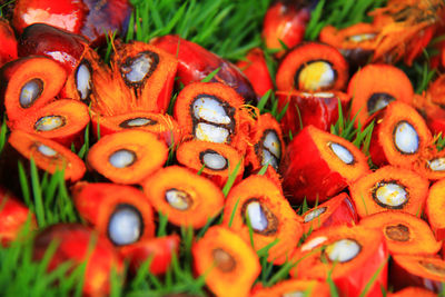 Close-up of palm seeds on grassy field