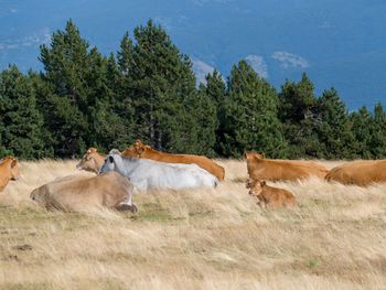 Cows grazing in a field