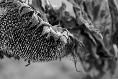 Close-up of wilted plant