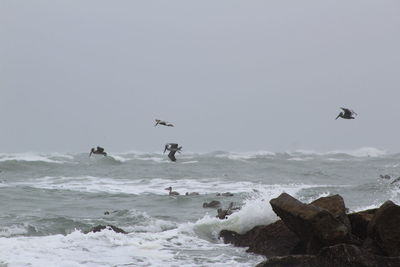 Seagulls flying over sea against sky