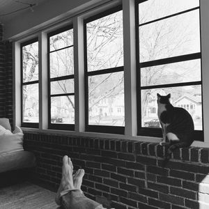 Cat sitting on window