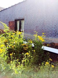 Plants growing in front of building