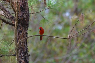 Bird perching on a branch