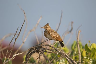 Bird perching on branch against sky