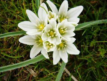 Close-up of white flowers blooming in field