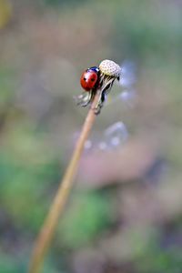 Close-up of ladybug on leaf