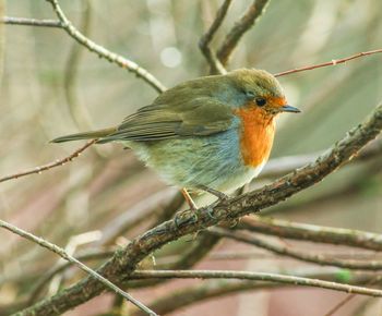 Close-up of bird perching on branch