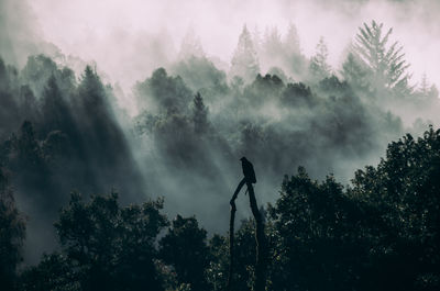 High angle view of bird perching on branch against atmospheric forest