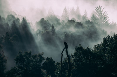 Low angle view of trees against sky