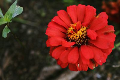 Close-up of red flower