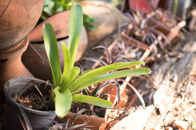 High angle view of potted plant