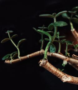 Close-up of plant growing against black background