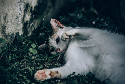 Close-up of cat lying on field