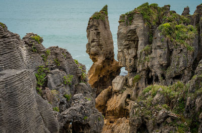 Plants growing on rocks by sea