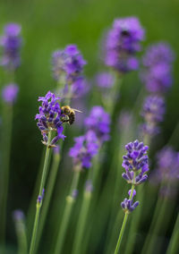 Close-up of bee on lavender outdoors