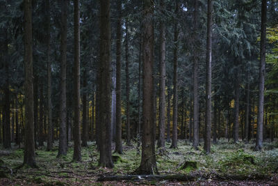 Trees growing in forest