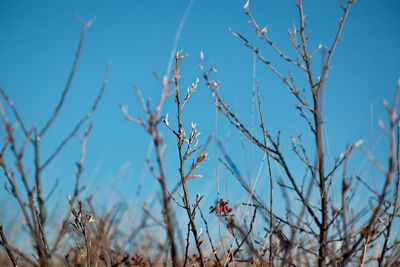 Low angle view of dry plants against clear blue sky