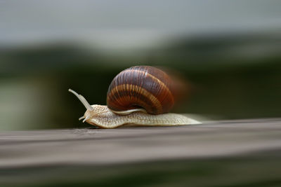 Speeding snail