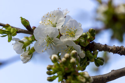 Low angle view of cherry blossoms against sky