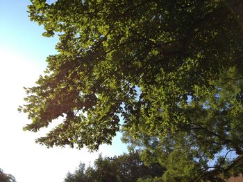 Low angle view of trees against clear sky