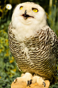 Close-up portrait of owl