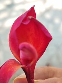 Close-up of hand holding pink flower