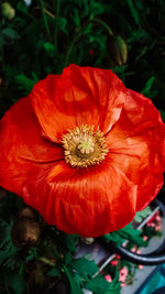 Close-up of red rose flower