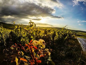 Scenic view of field against cloudy sky