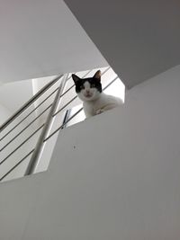 Low angle view of cat on wall