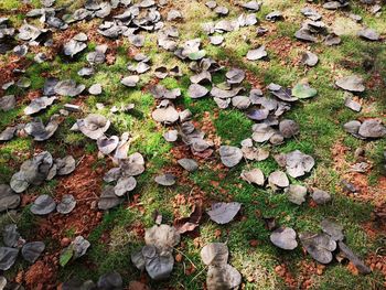 High angle view of dry leaves on field