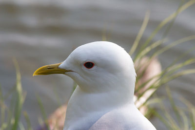 Close-up of seagull