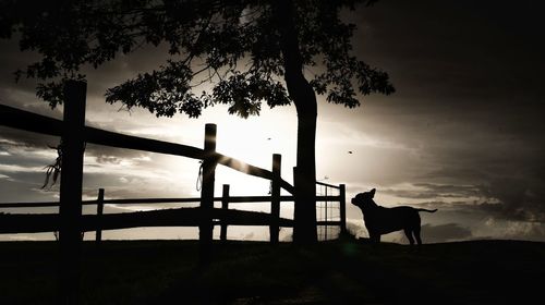 Silhouette dog standing by tree against sky during sunset