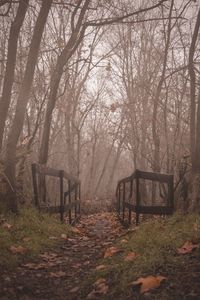 Trees in forest