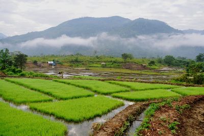 Scenic view of agricultural field against sky