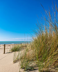 Plants growing on beach against clear blue sky