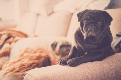 Dog lying on sofa at home