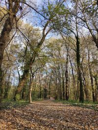 Trees in forest during autumn