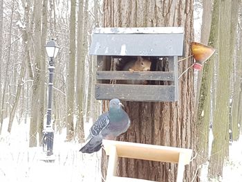 Bird perching on birdhouse in winter