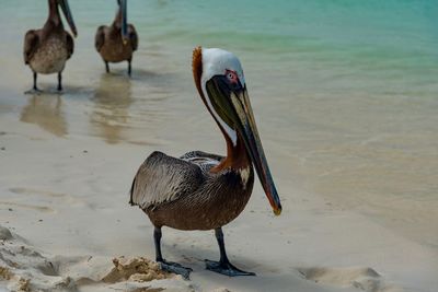 Close-up of pelican on shore