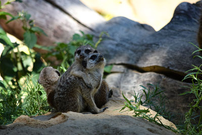 Squirrel on rock