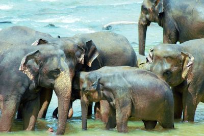 Elephant in water