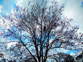 Low angle view of tree against sky