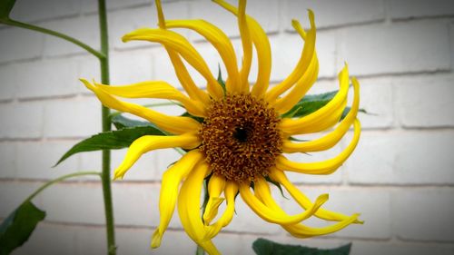 Close-up of sunflower