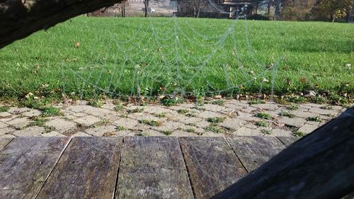 Close-up of grass growing in field