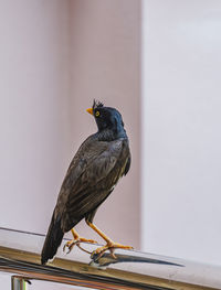 Bird perching on a railing