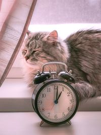 Close-up of a cat sleeping at home