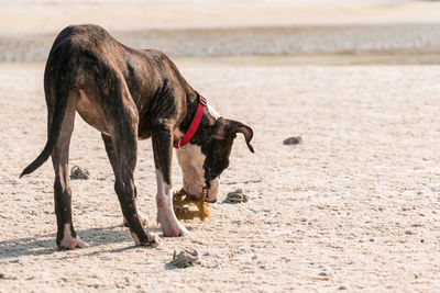Dog on beach